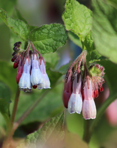 Symphytum grandiflorum `Hidcote Blue`